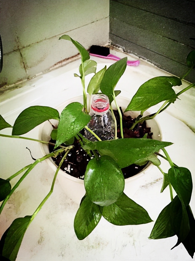 盆栽绿萝如何做绿萝柱,自制绿萝柱生长过程