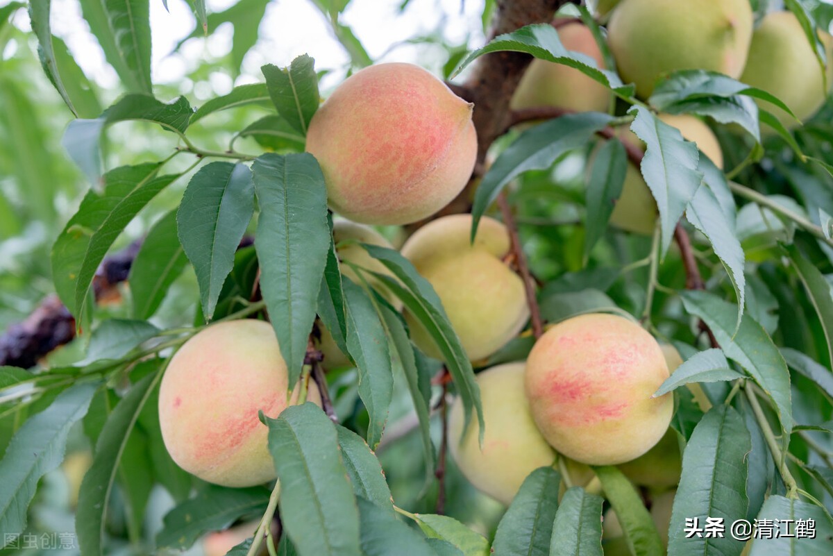 海法钾钙宝使用方法,高钙钾宝有什么作用