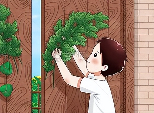 端午挂艾草是正挂还是倒挂合适,端午节要插艾草是正挂还是倒挂