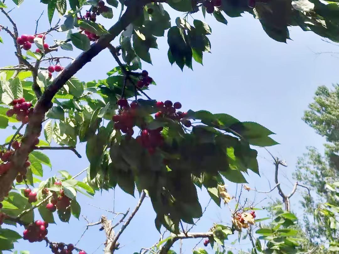 顺义喜邦樱桃采摘园,顺义千亩樱桃采摘园视频