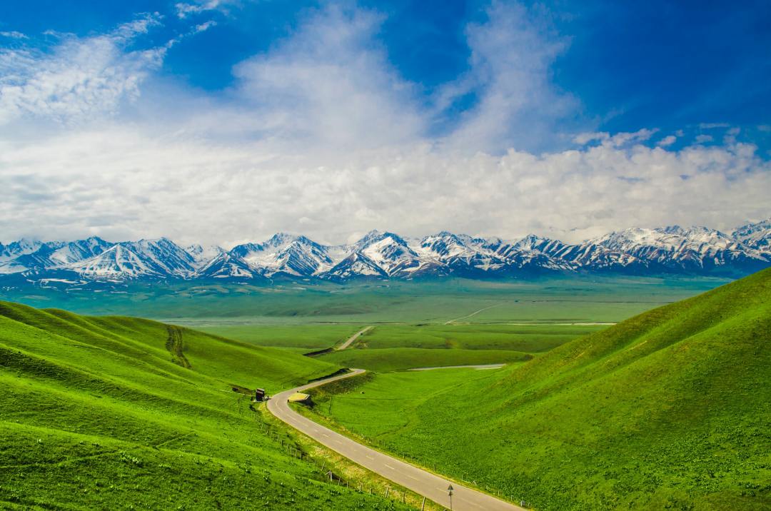 伊犁褐牛配西门塔尔牛怎么样,新疆褐牛奶与其他奶区别