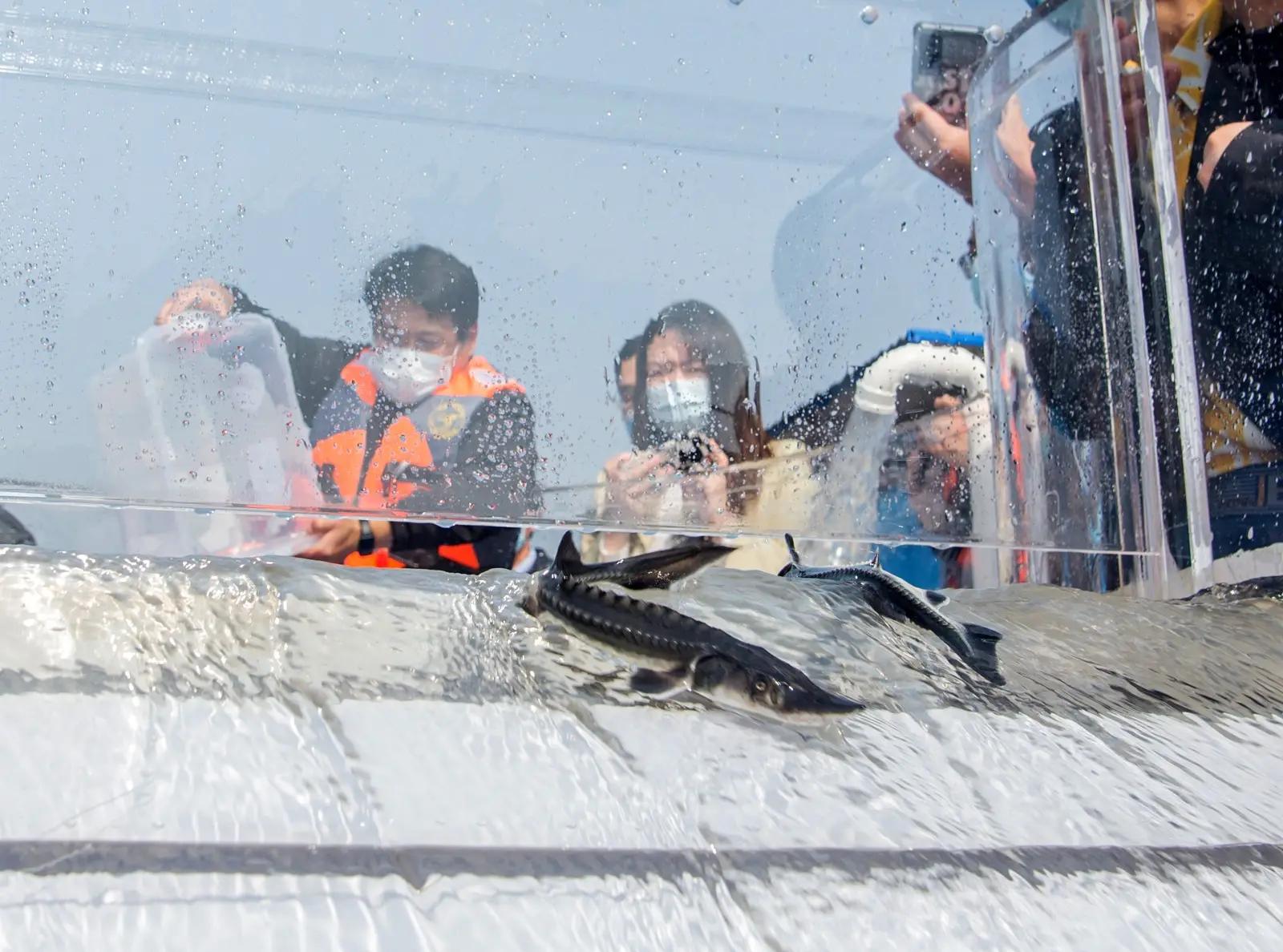 蓝色大龙渔民误捕5条中华鲟放生,渔民误捕野生中华鲟放生