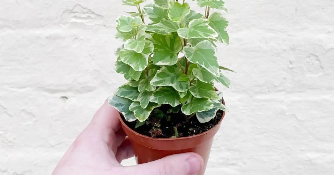 叶子油亮光滑,叶子光滑有光泽是什么兰