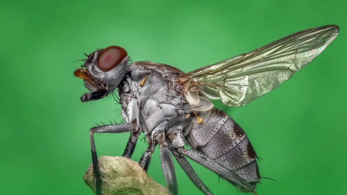 尸香魔芋生长全过程,昆明有尸香魔芋么