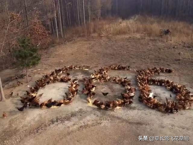 这两年养殖业养什么行情最好,养殖业养什么最有前景赚钱