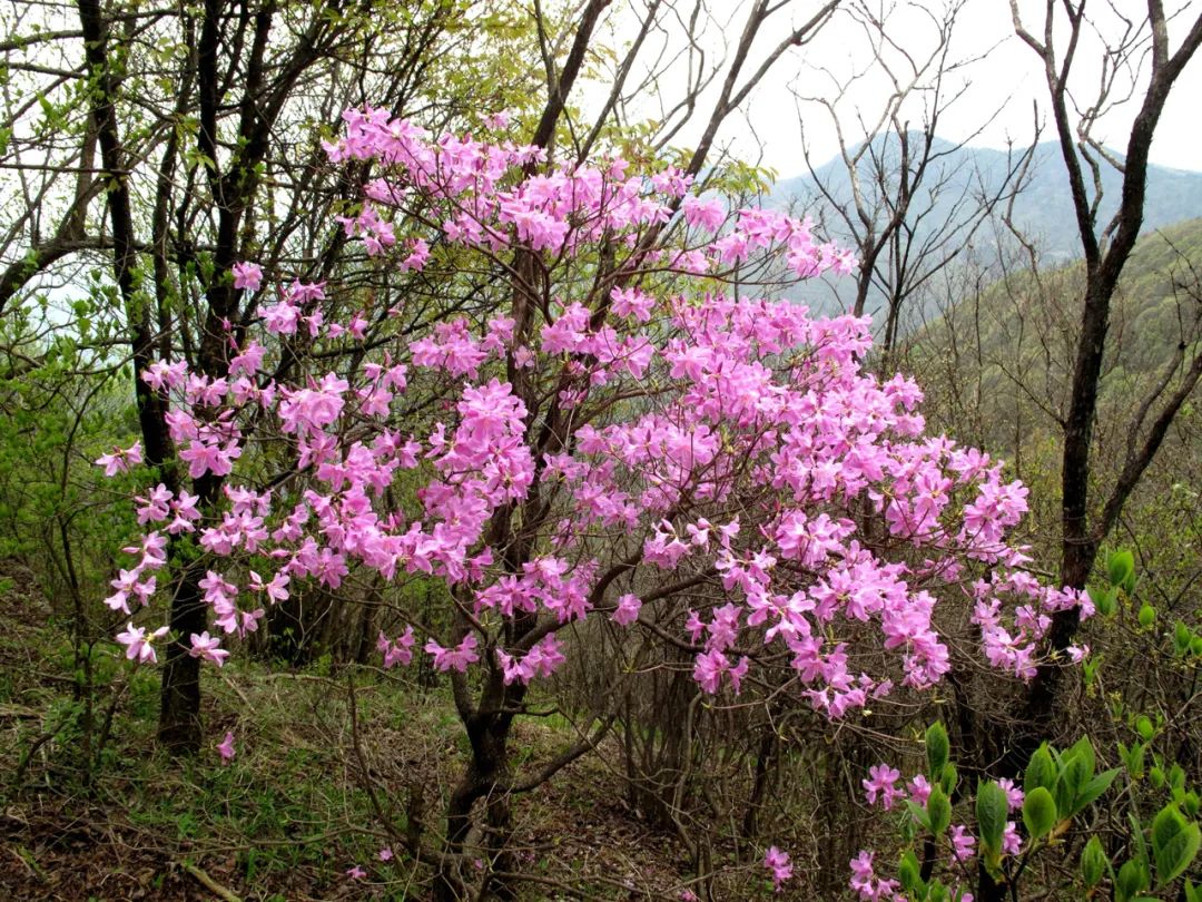 四明山华顶杜鹃,浙东华顶杜鹃群落