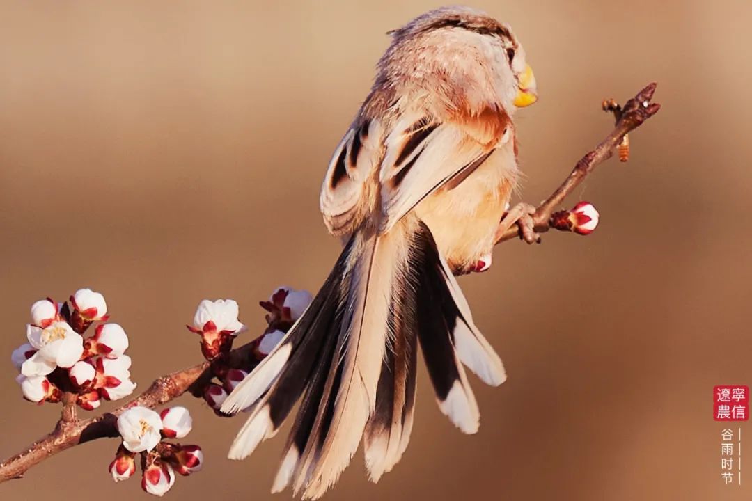 二十四节气之谷雨内容,二十四节气之谷雨的故事