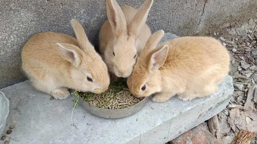 刚生下来的兔仔怎么管理,刚出生兔仔怎么人工喂养
