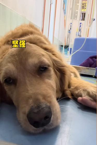 网红金毛coco到底是得了什么病,金毛coco离世原视频