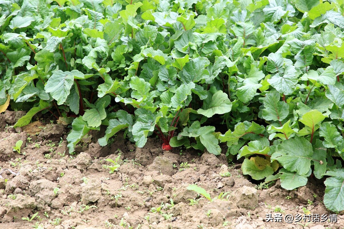 如何清除菜地里的蜗牛和鼻涕虫,蔬菜鼻涕虫与蜗牛如何防治