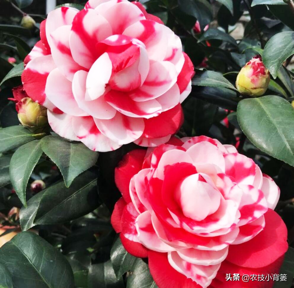 茶花扦插用什么方法成活率高,夏季扦插茶花枝条必须马上扦插吗