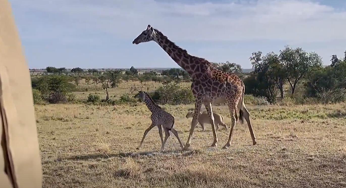 螳螂大战100只世界上最弱的蚂蚁,七大食肉动物大战大象和犀牛