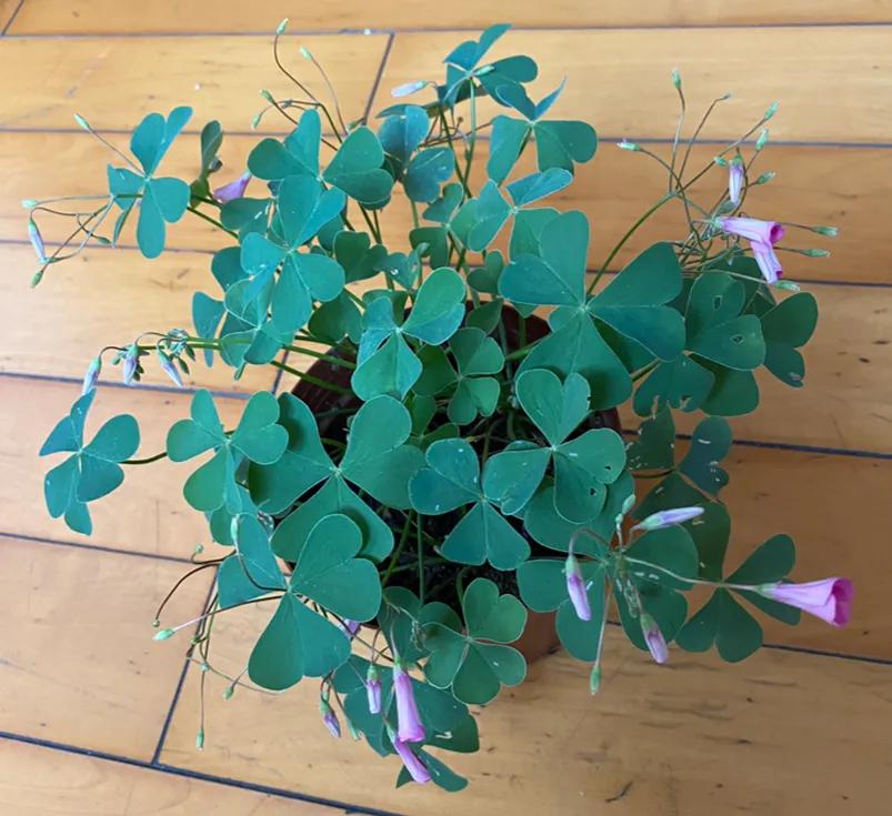 酢浆草起死回生记