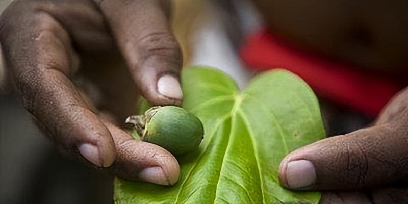 槟榔的危害有多严重,槟榔对身体的危害真的有那么大吗