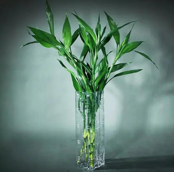 12星座专属什么植物好养,十二星座最适合养什么植物花