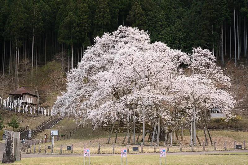 【说说日本的三大樱、五大樱以及观赏期推荐、交通路线介绍】