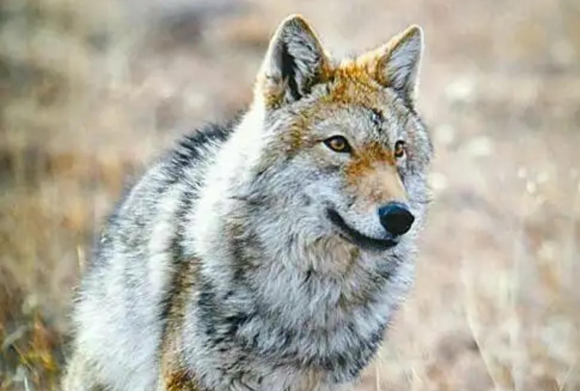 12年前把狼带回家当儿子,12年前成都女孩把狼儿带回家