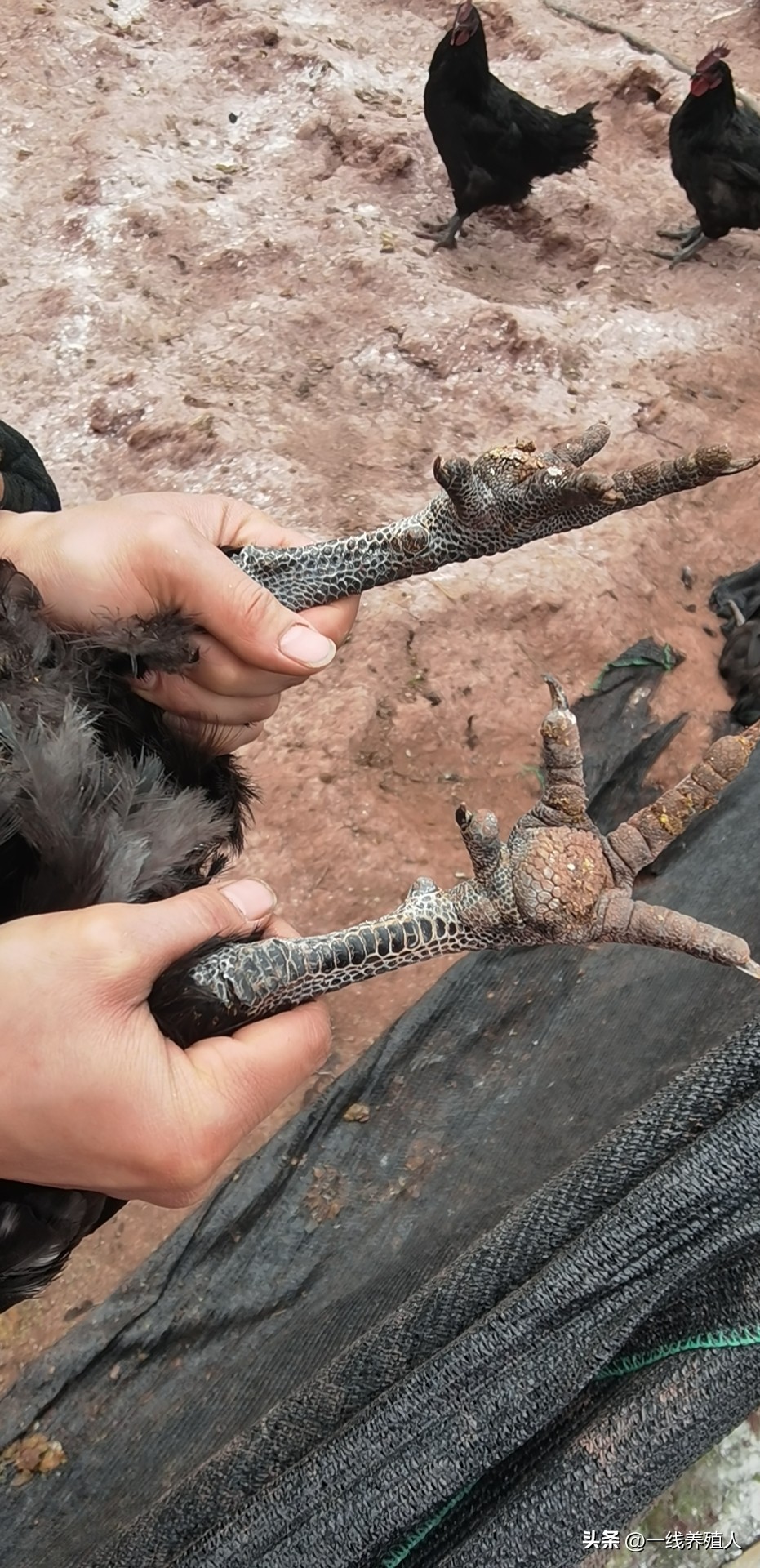 学会这七点买茶再也不踩坑,学会这几点你的生意从此不再难做