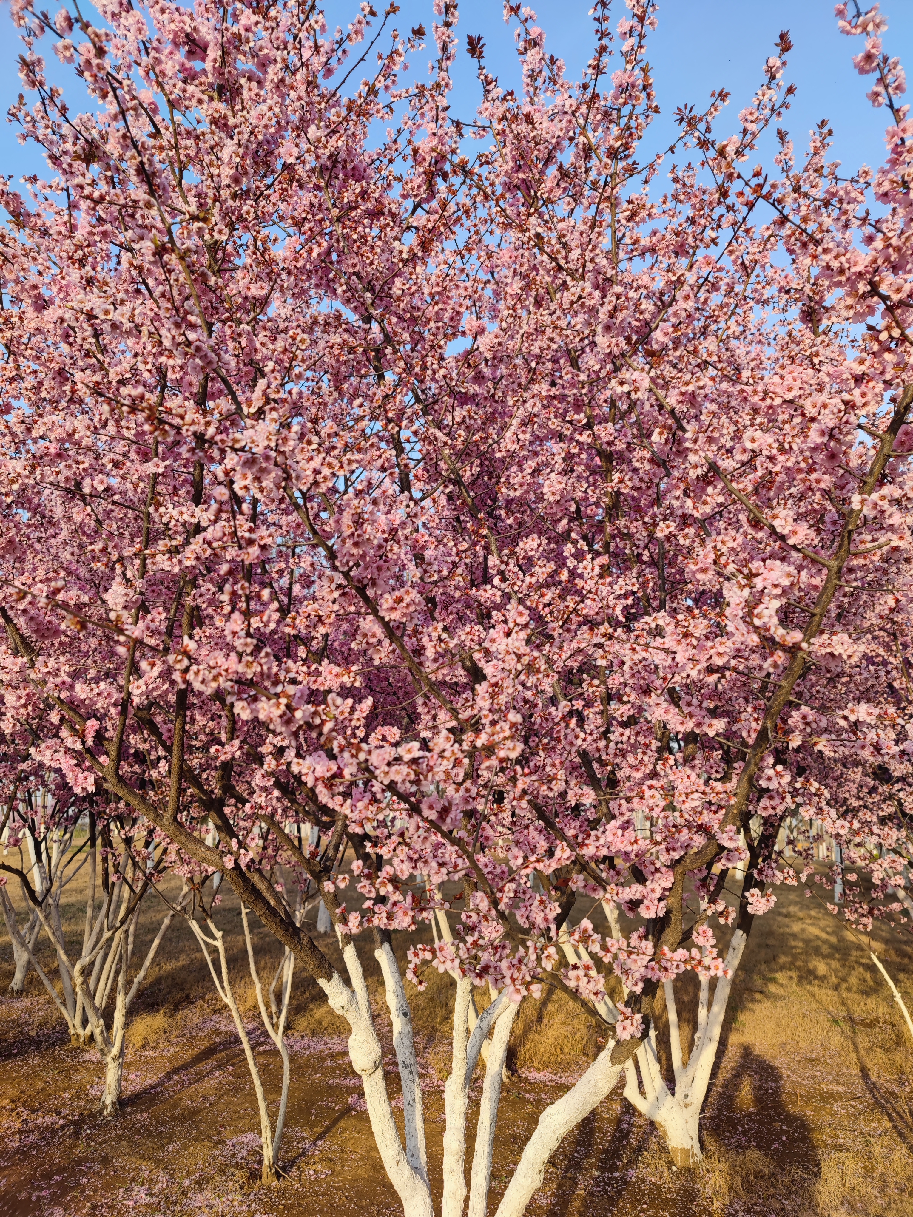 邯郸疫情旅游攻略,疫情当前少去人多的地方