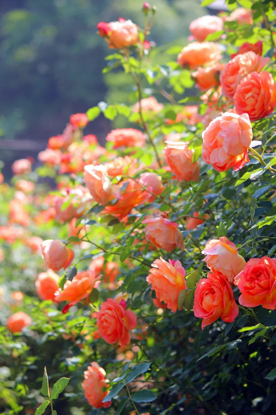 大寨玫瑰花海迷宫,花海迷宫大寨