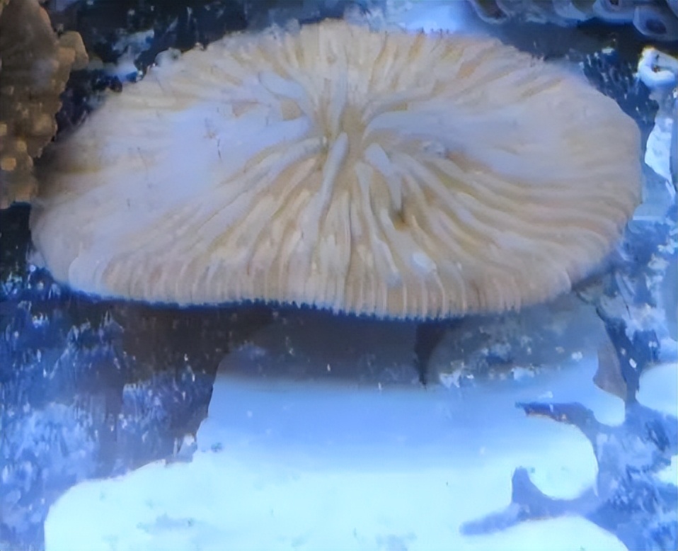 海水珊瑚缸鹦鹉螺,海水缸珊瑚视频大全