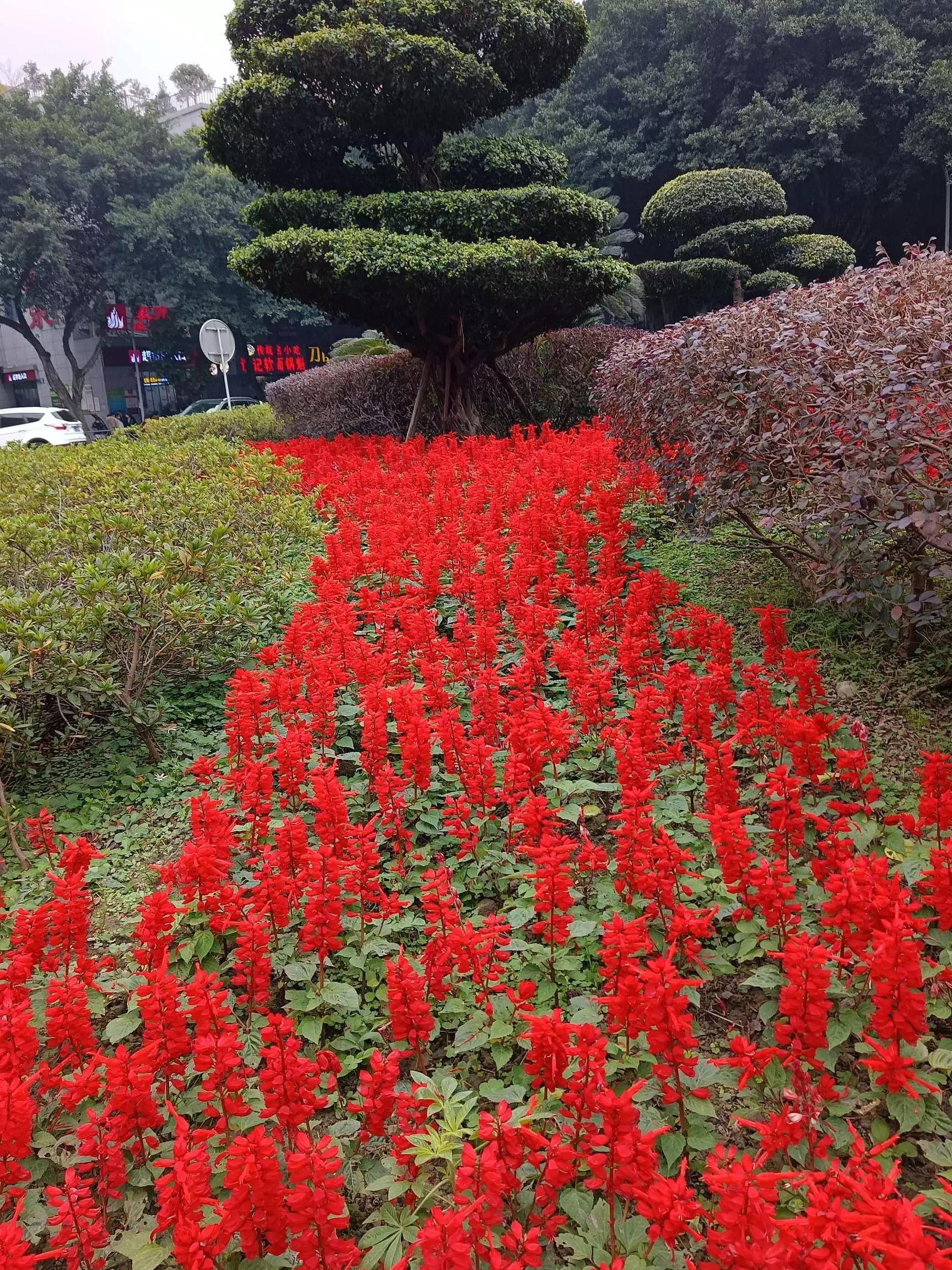 认识各种花卉名称,认识各种花的名字