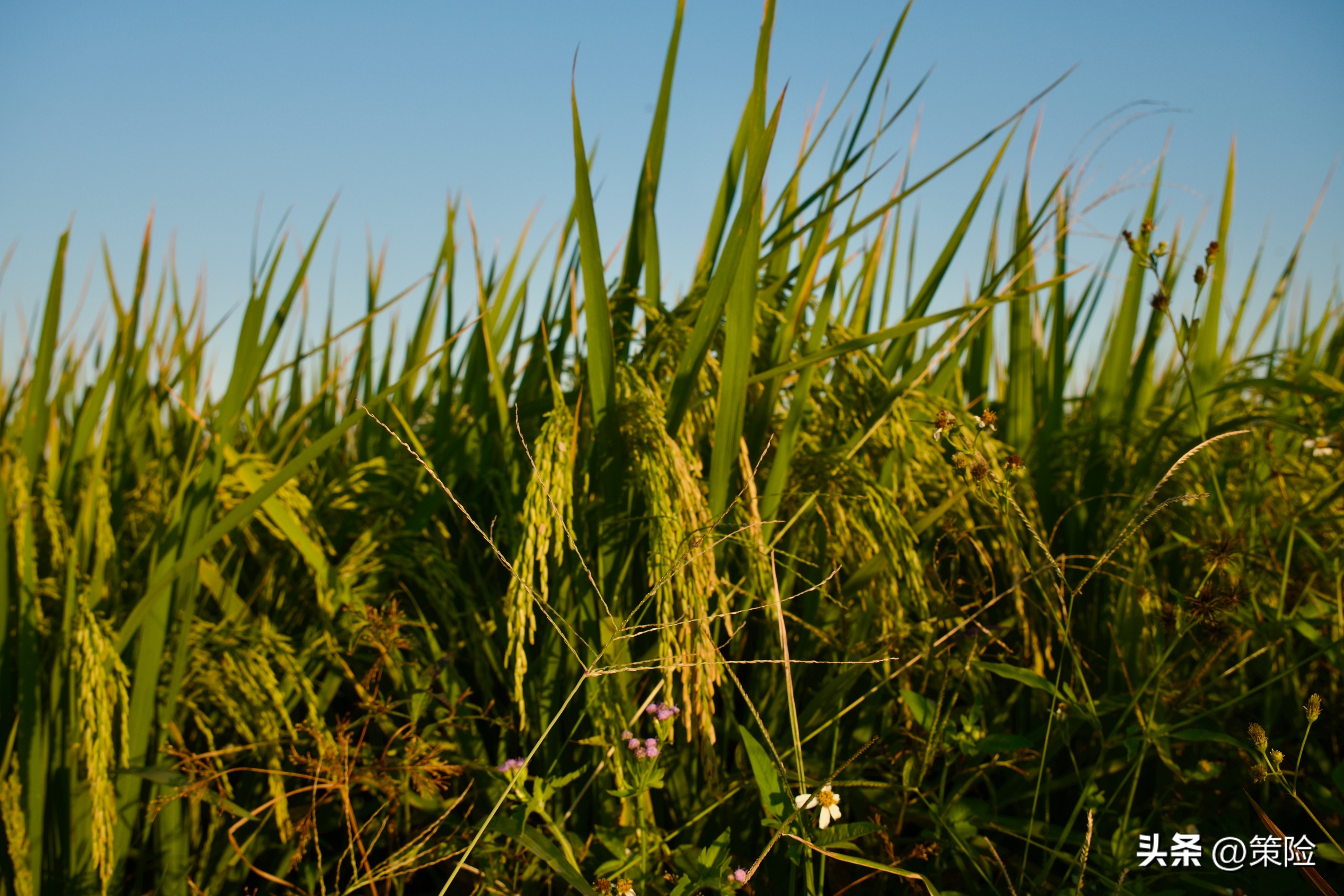 中国保险代理人基本生态调查,保险代理人招募
