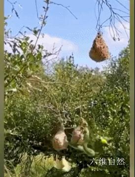 南攀雀鸟巢被蛇成功入侵,蛇袭击大型动物