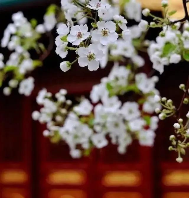 踏青看梨花的诗句,春游赏桃花七律诗