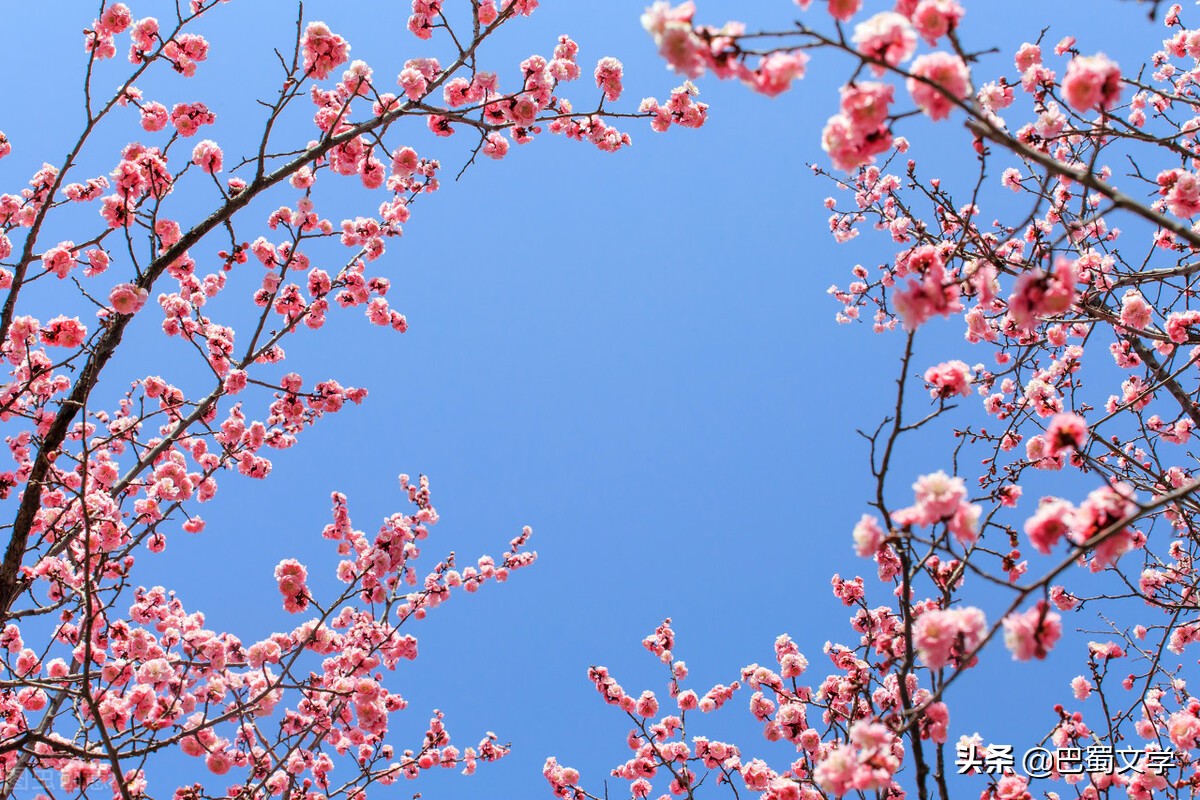 怒放的花朵散文,怒放的生命题材的散文