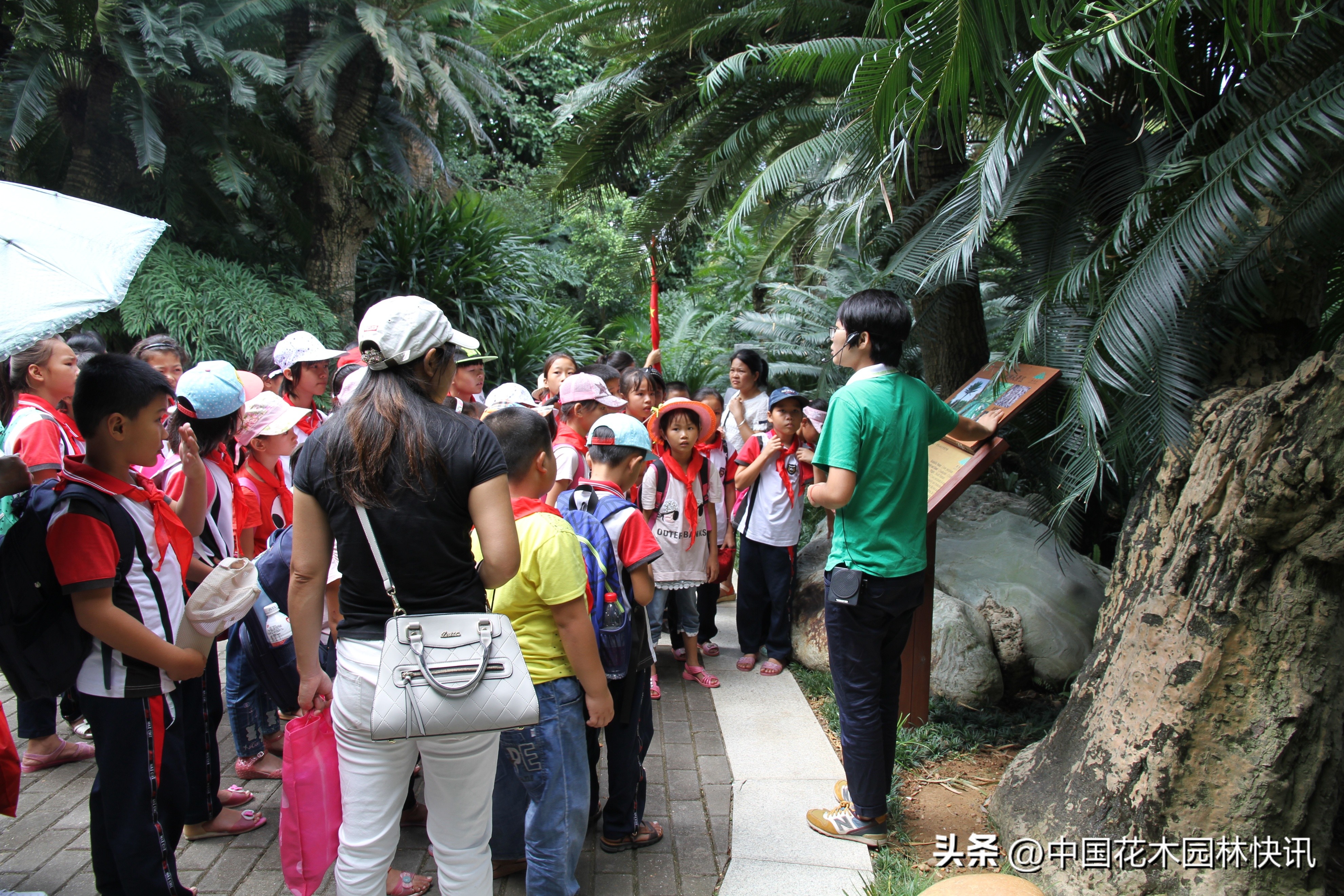 青秀山苏铁科普馆建成开放,南宁青秀山中国铁树简介