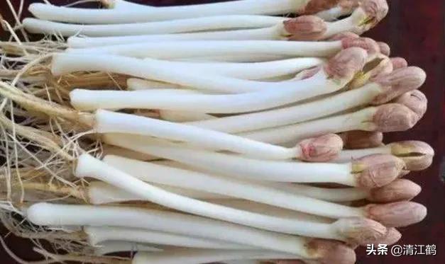 工厂化花生芽苗菜的种植方法,无根花生芽苗菜生产方法