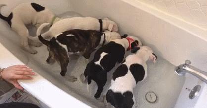 狗狗洗澡注意事项和禁忌,养狗讲究多8大禁忌绝不能犯