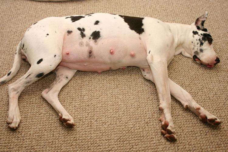 宠物狗怀孕做什么检查,宠物狗怀孕40多天了需要准备什么