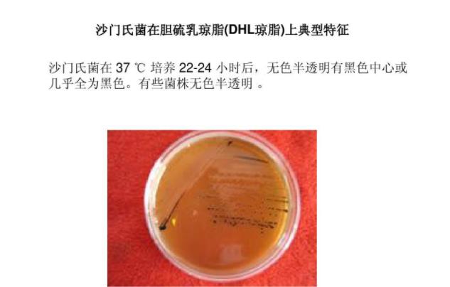 食源性过敏原,食源性致病菌引发的国际案例