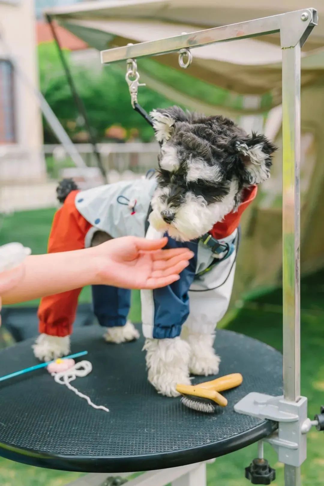 市区100平米宠物游乐园,宠物游乐场室内