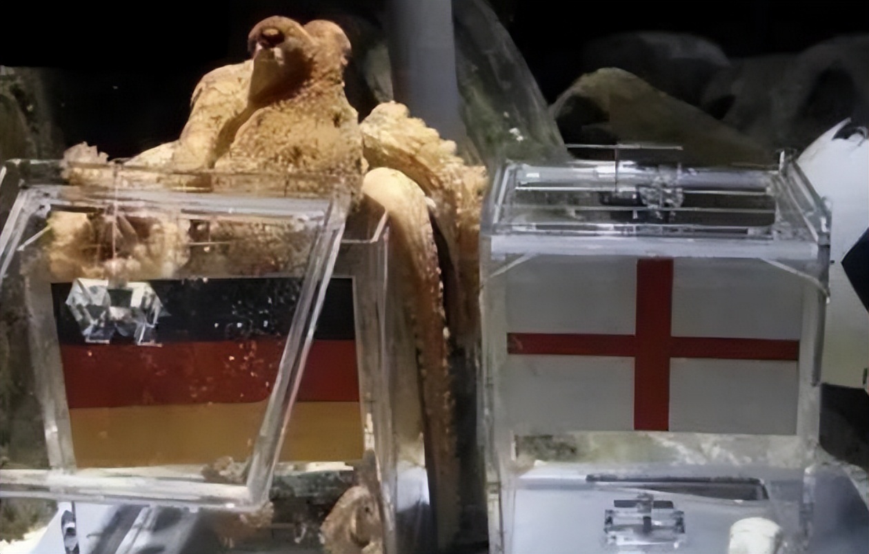 章鱼保罗预言欧洲杯,巴西世界杯章鱼保罗