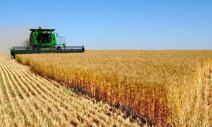 全国什么品牌的面粉好吃,公认5种最好吃的面粉品牌