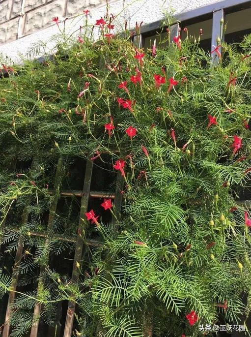 夏季开花的兰花品种有哪些,最适合室内养的8种开花植物