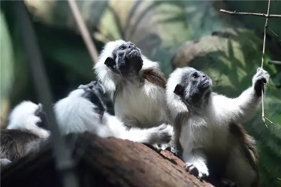 广州长隆野生动物世界有大象吗,广州长隆野生动物世界有多少动物
