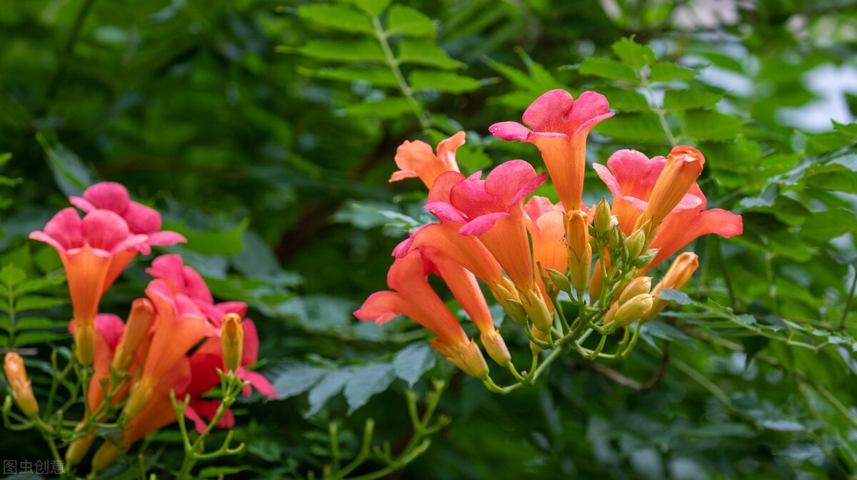 《中国大百科全书（第2版）》读书笔记03147-被子植物门