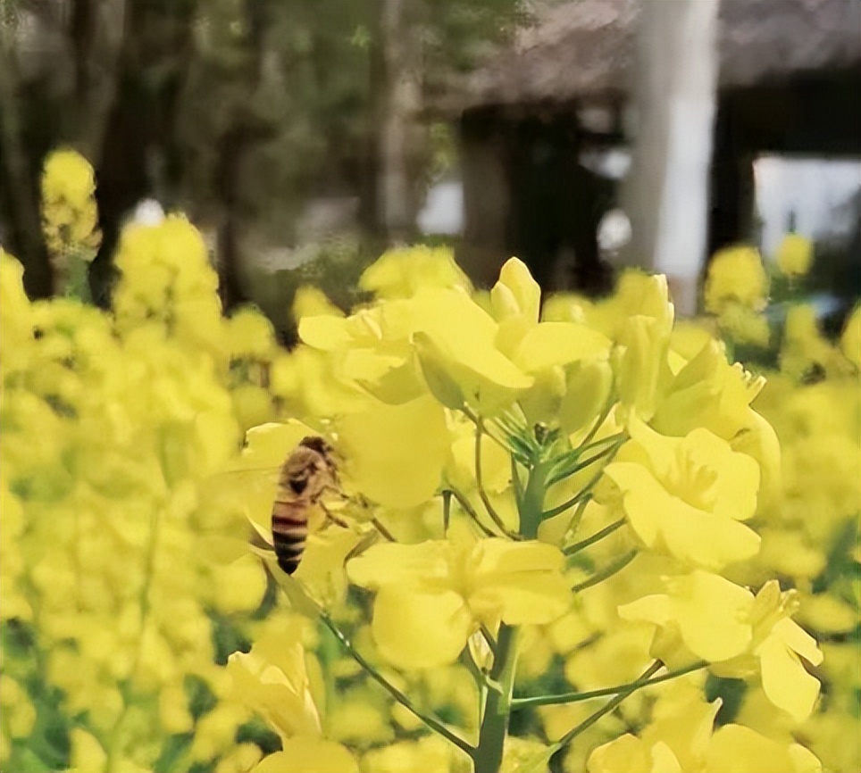 养蜂行情走势,养蜂前景最新信息