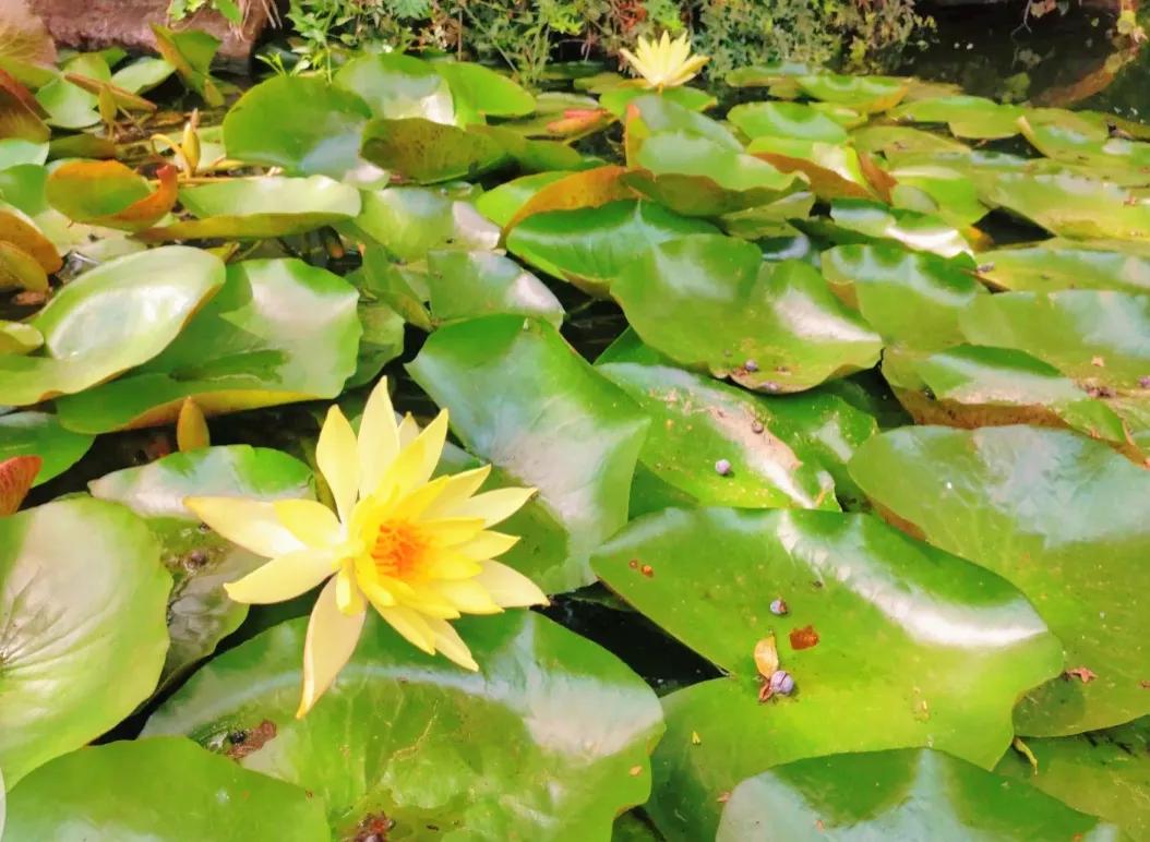 昆明西华公园海棠花,昆明市免费公园有几个