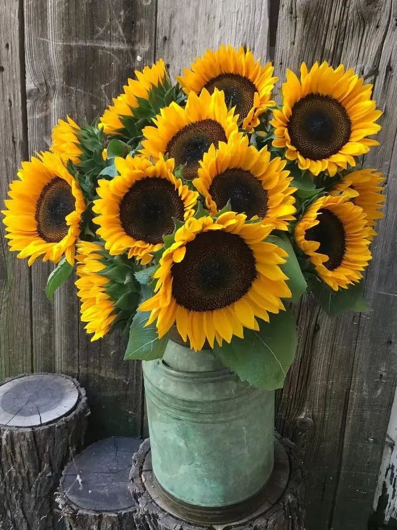 七夕将至花语怎么说,七夕送女生什么花给喜欢的女生