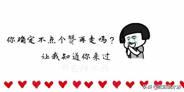 黑白皇冠魟鱼怎么看品相,皇冠魟鱼黑帝魟鱼哪个好养