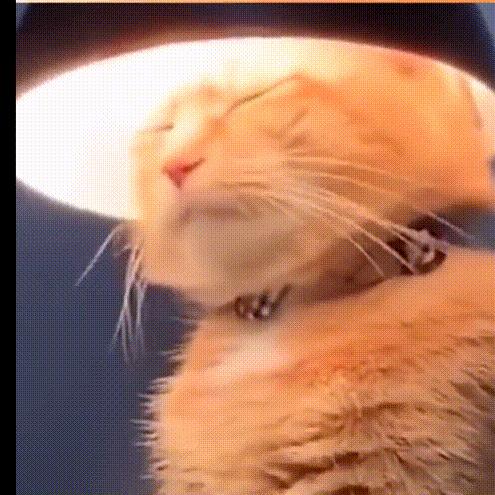 流浪猫和自家猫是怎么取暖的,流浪猫取暖全过程