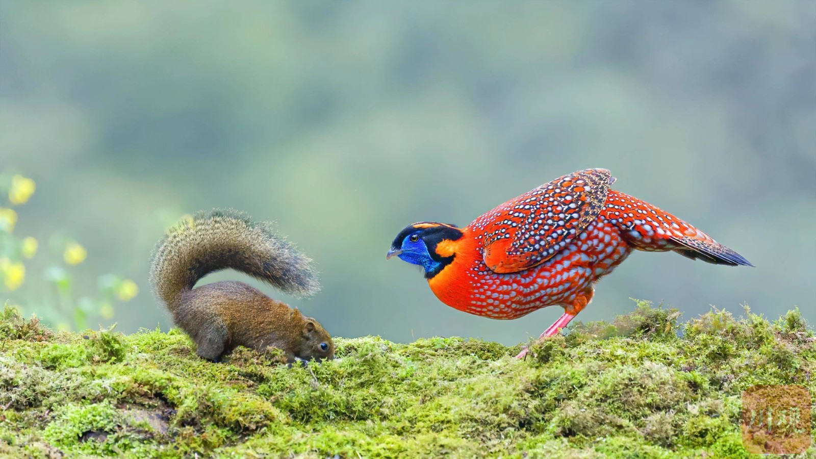 宜宾市屏山——鸟踏春色