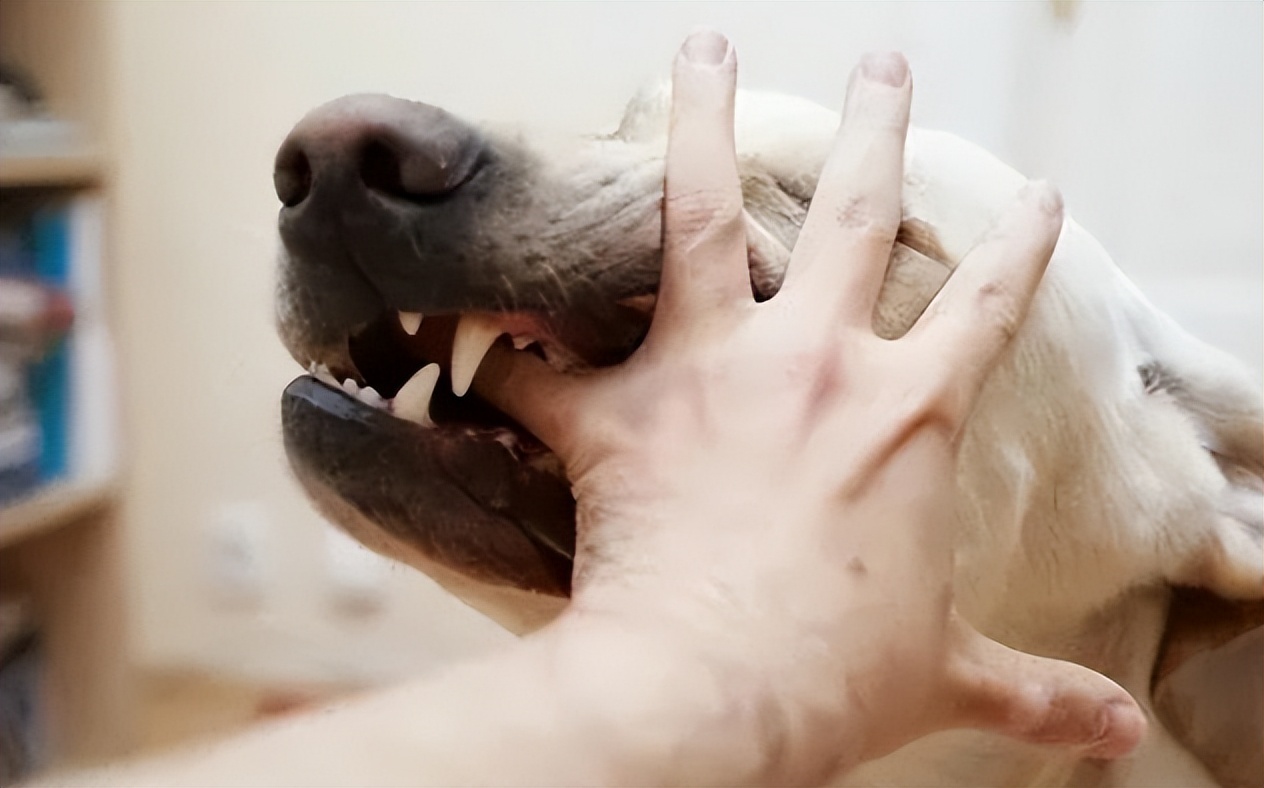 回顾杭州母女被4只烈性犬咬至休克，狗主人叫嚣：有本事你告我啊