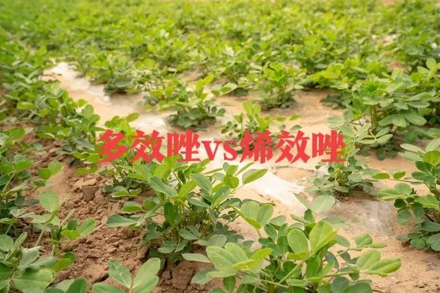 多效唑合理控旺并巧妙补充,多效唑能用哪种作物控旺