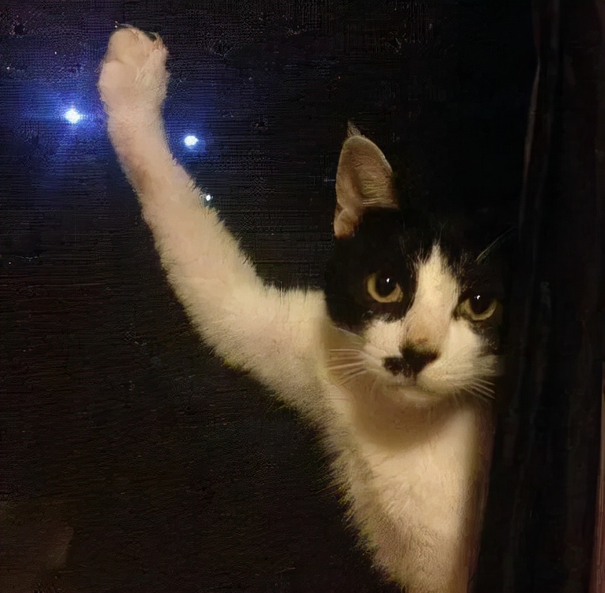 别人家的猫是液体还是固体,猫都是水做的